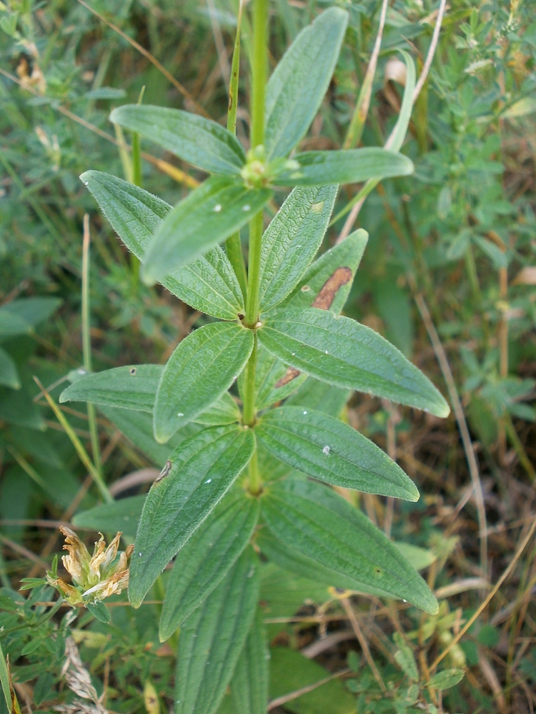 Image of Galium rubioides specimen.