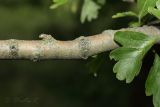 Crataegus rhipidophylla. Часть ветви. Молдова, Криулянский р-н, окр. с. Слободзея-Дужка, пойма р. Днестр. 20.07.2014.