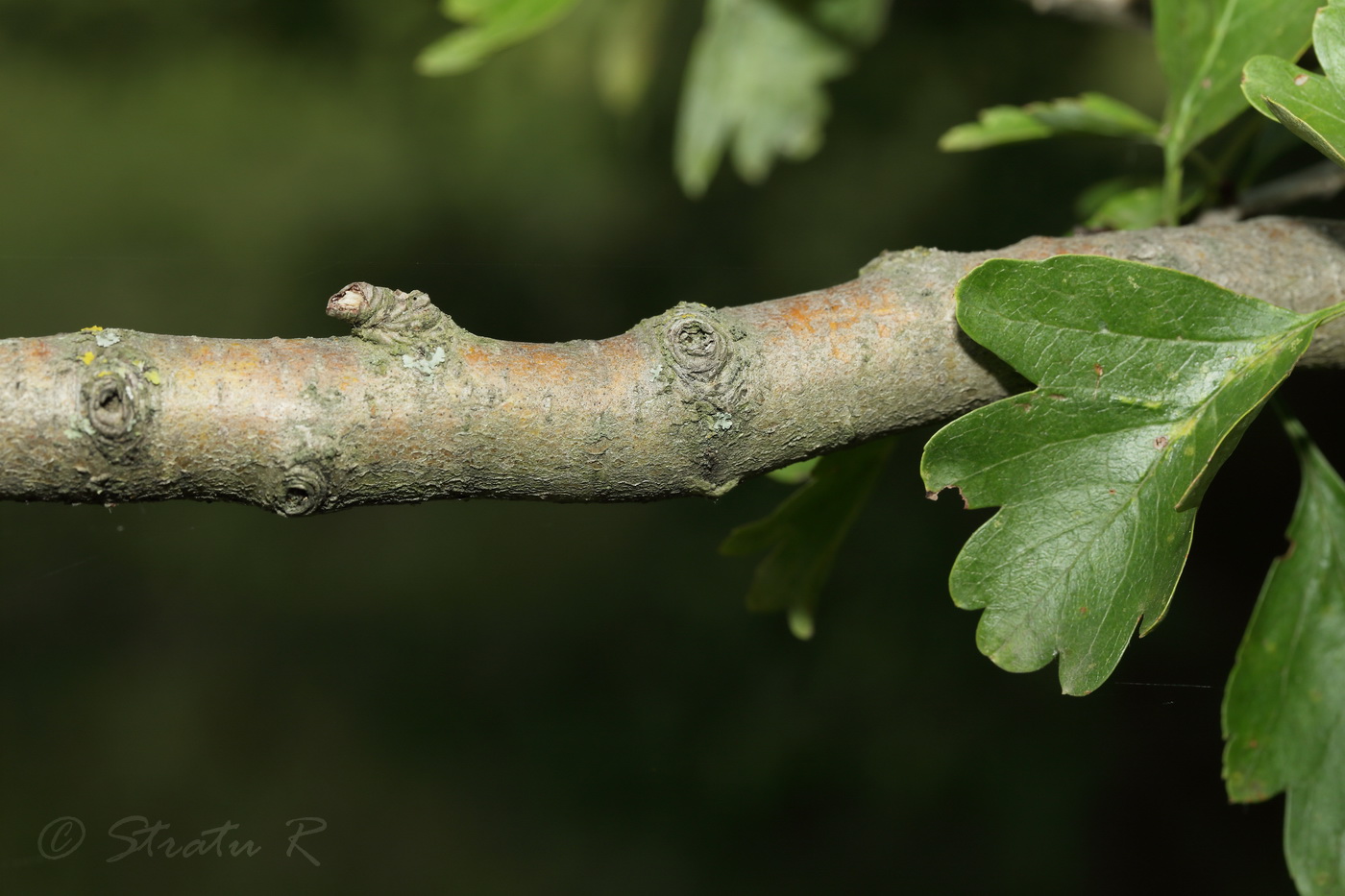 Image of Crataegus rhipidophylla specimen.