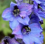 Delphinium ceratophorum