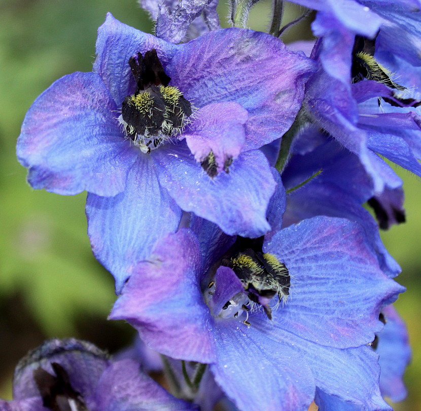 Image of Delphinium ceratophorum specimen.