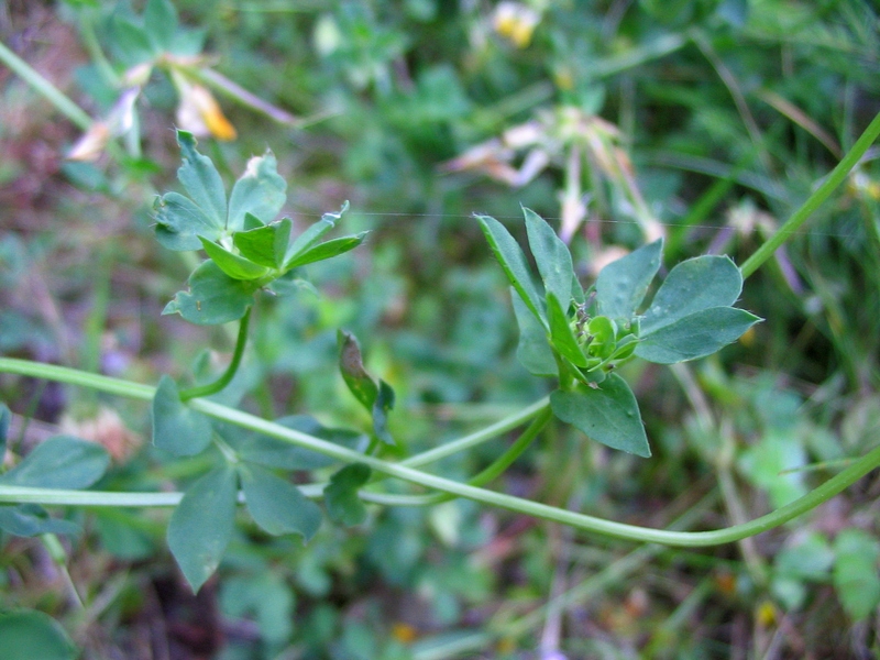 Изображение особи Lotus corniculatus.