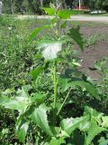 Atriplex sagittata