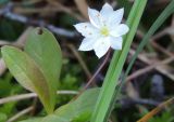 Trientalis europaea