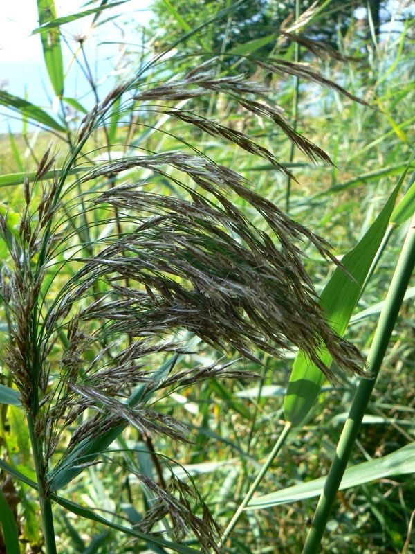 Изображение особи Phragmites australis.