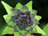 Inula helenium. Развивающееся соцветие. Германия, г. Дюссельдорф, Ботанический сад университета. 03.07.2014.