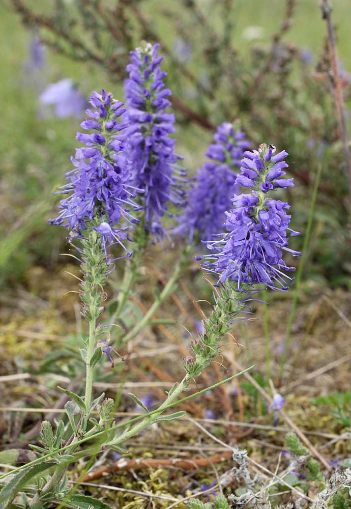 Изображение особи Veronica spicata.