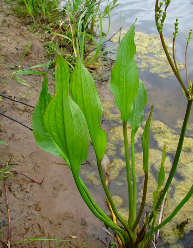 Изображение особи Alisma lanceolatum.