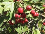 Crataegus turkestanica. Плоды и листья. Южный Казахстан, хр. Сырдарьинский Каратау, ущ. Беркара. 24 сентября 2011 г.