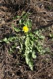 род Taraxacum