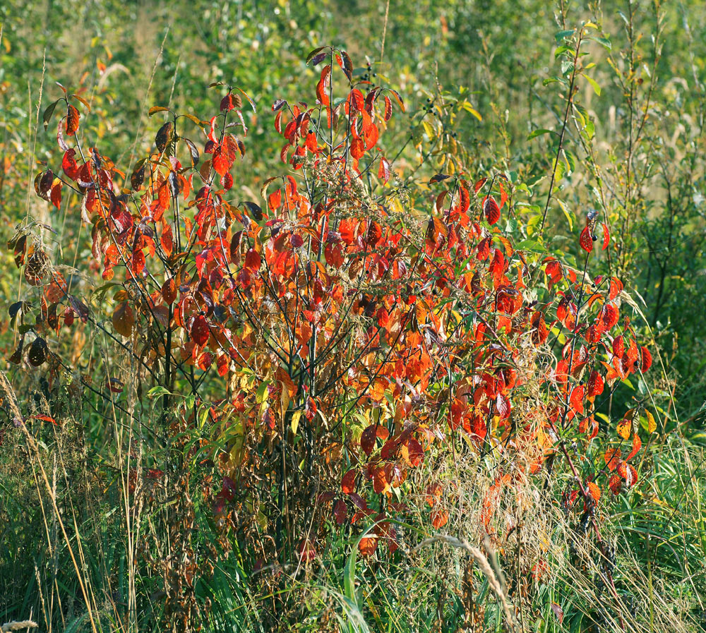 Image of Frangula alnus specimen.