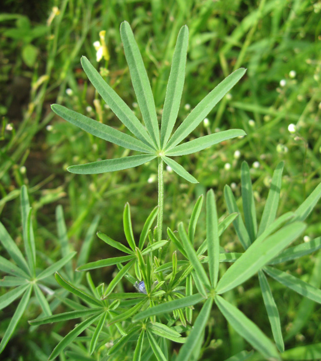 Изображение особи Lupinus angustifolius.