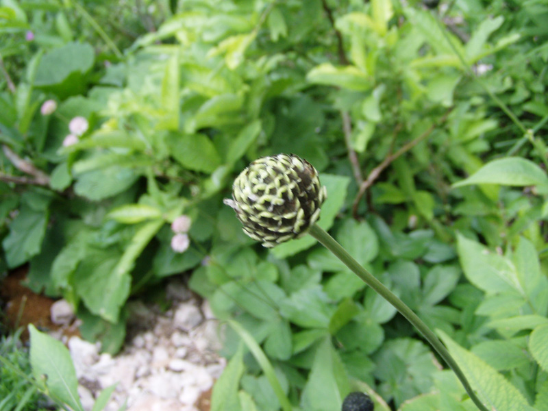 Image of Cephalaria calcarea specimen.