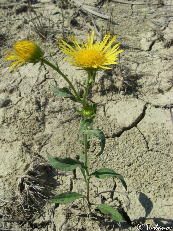 Изображение особи Inula britannica.