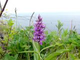 Dactylorhiza aristata