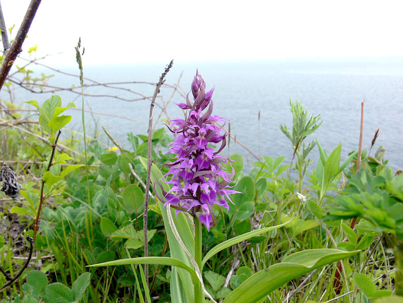 Изображение особи Dactylorhiza aristata.