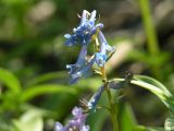 Corydalis ambigua