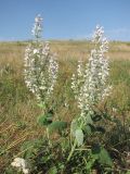 Salvia sclarea