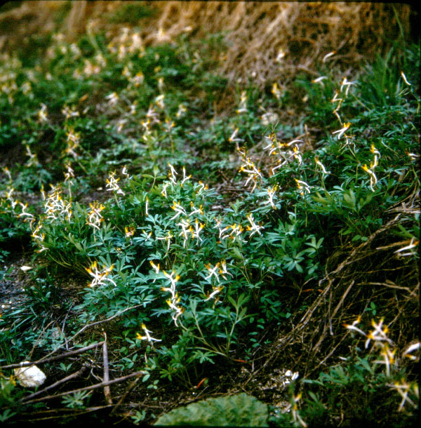 Изображение особи Corydalis ainae.