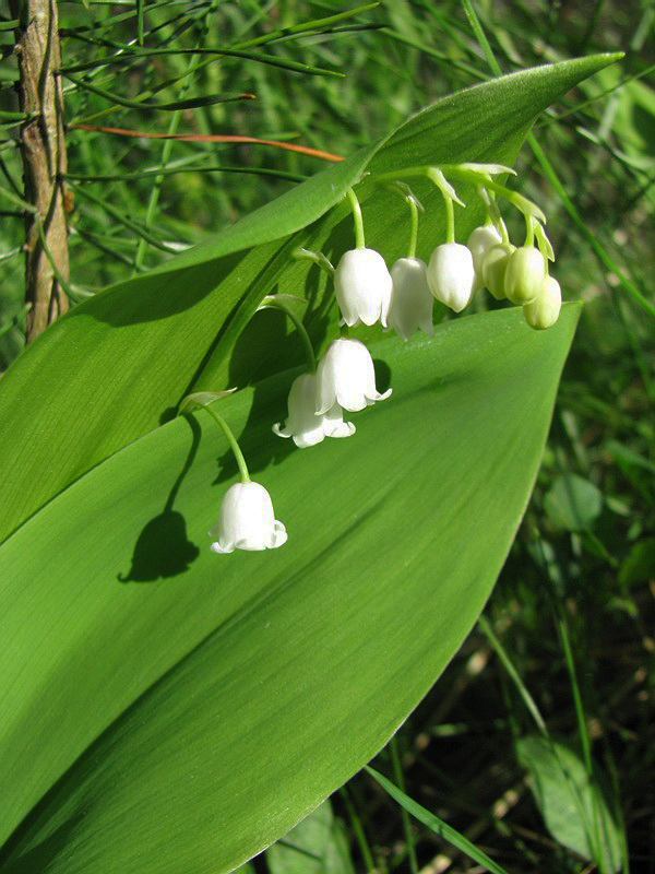 Изображение особи Convallaria majalis.