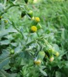 Senecio vulgaris