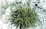 Anabasis brachiata
