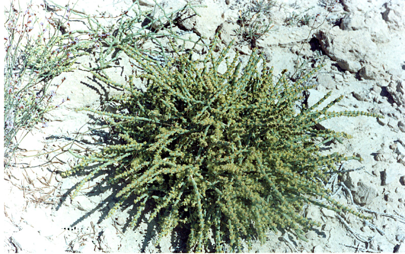 Image of Anabasis brachiata specimen.