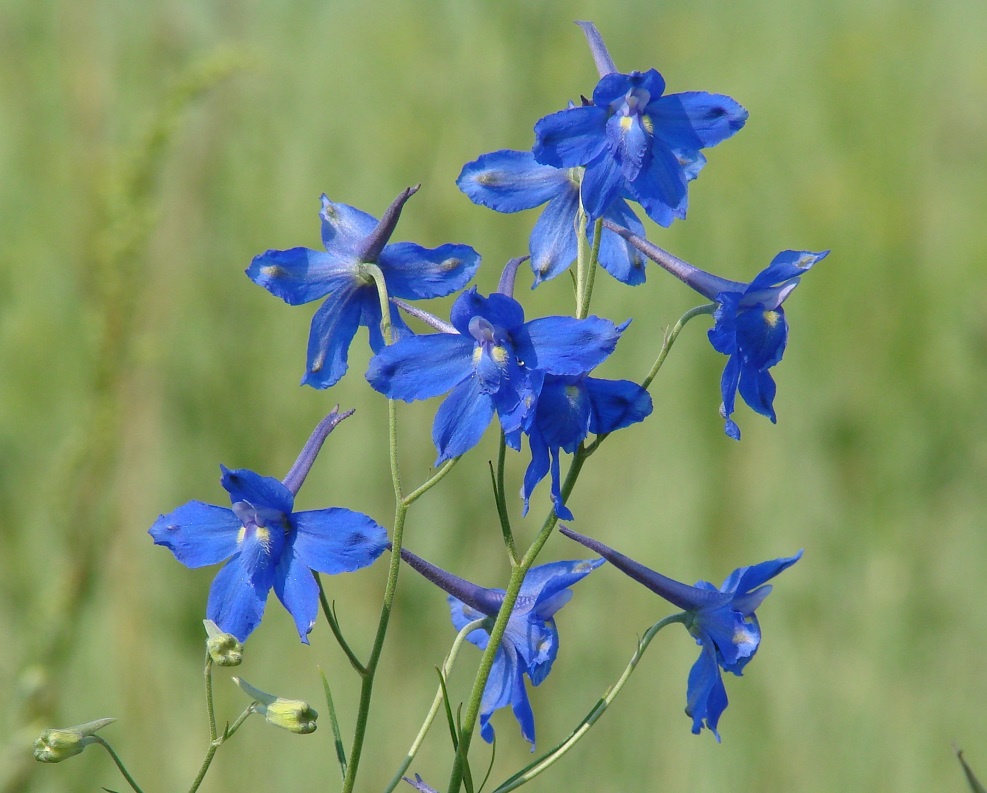 Image of Delphinium grandiflorum specimen.