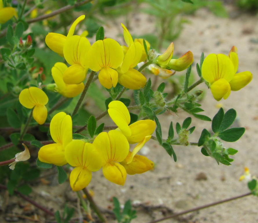 Image of Lotus dvinensis specimen.