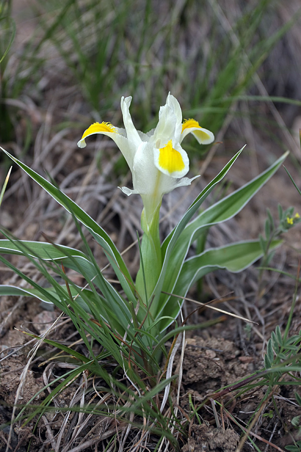 Изображение особи Juno orchioides.