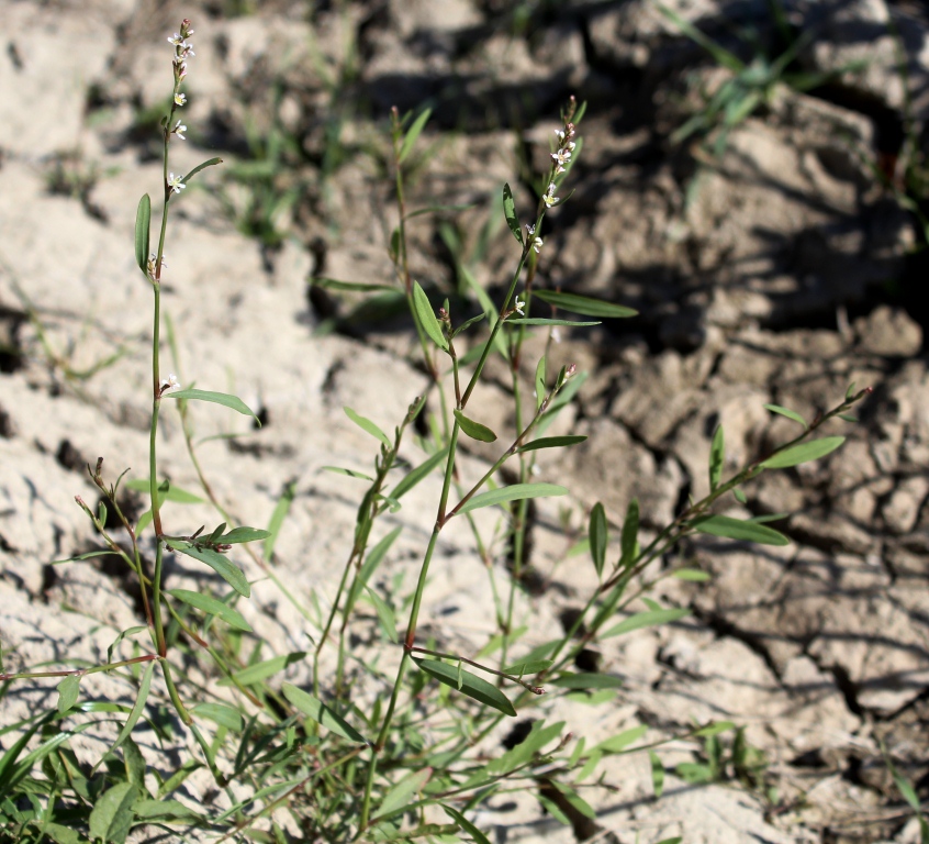 Изображение особи род Polygonum.