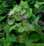 Populus tremula. Верхушка ветви с поражёнными листьями. Краснодарский край, хр. Аибга, окраина леса, выс. ≈ 1400 м н.у.м. 02.07.2015.