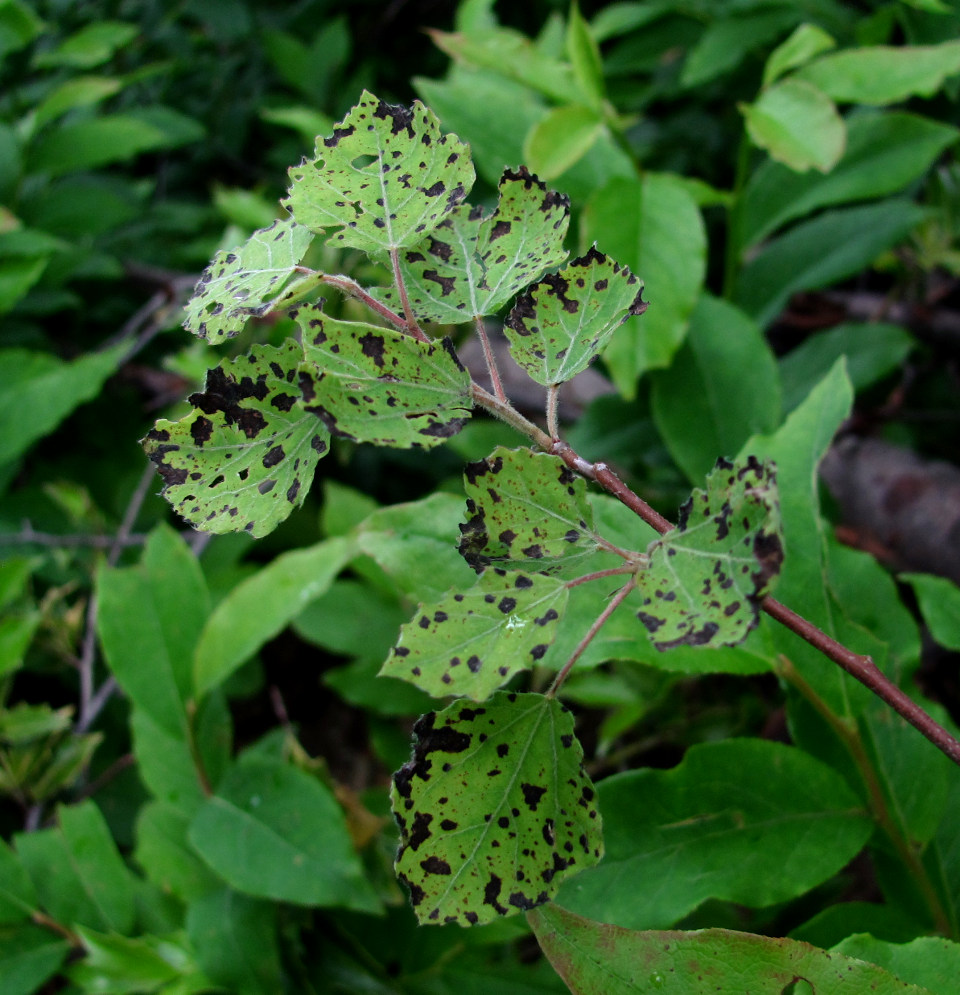 Image of Populus tremula specimen.
