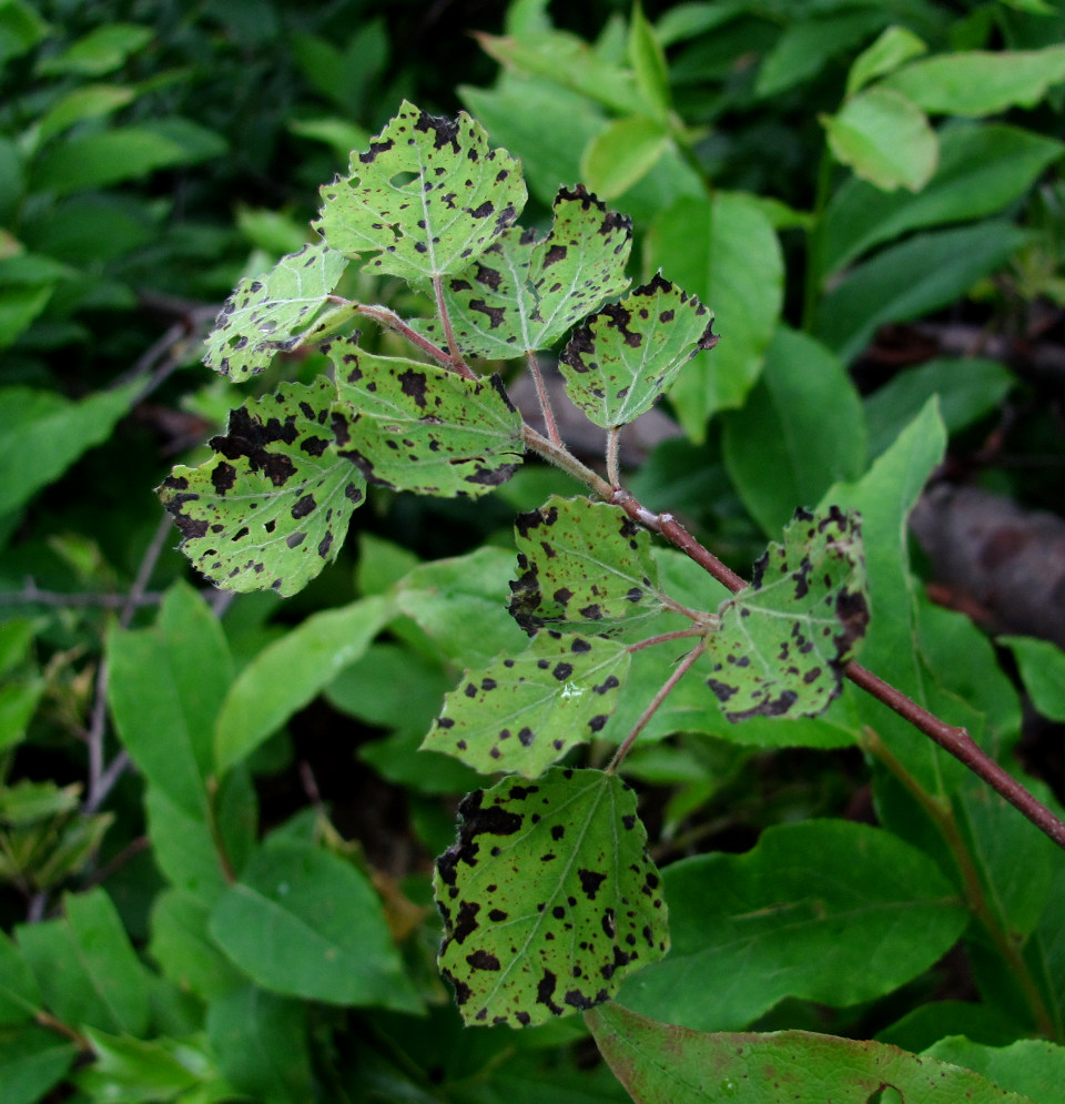 Изображение особи Populus tremula.