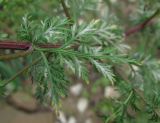 Artemisia annua. Лист, поражённый мучнисторосяным грибом. Краснодарский край, Сочи, окр. Хосты, рудеральное место. 22.10.2015.