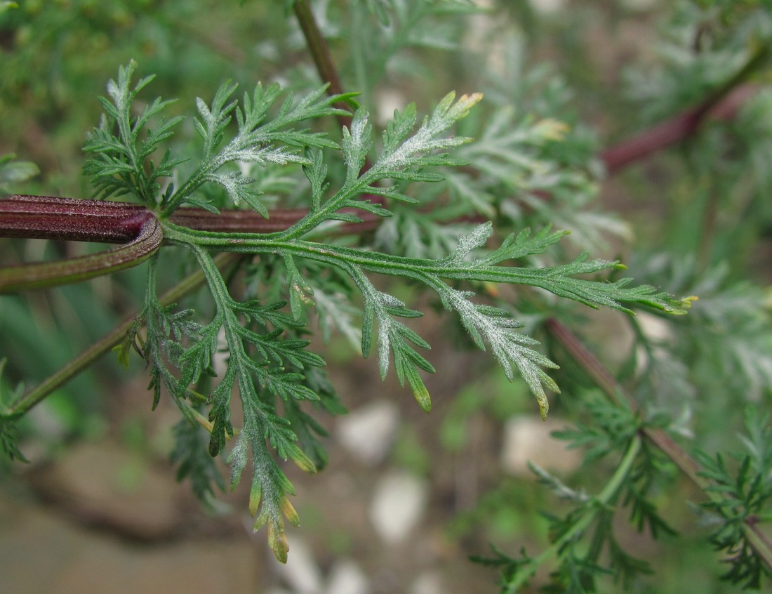 Изображение особи Artemisia annua.