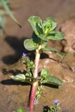 Veronica beccabunga ssp. muscosa