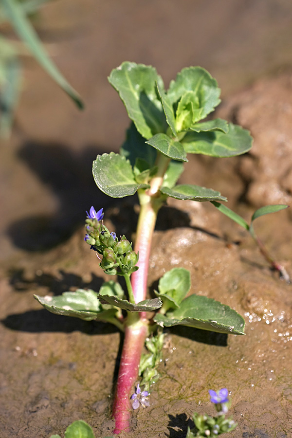 Image of Veronica beccabunga ssp. muscosa specimen.