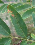 Robinia pseudoacacia. Листочек с поражениями. Краснодарский край, Сочи, окр. Хосты, рудеральное место. 22.10.2015.