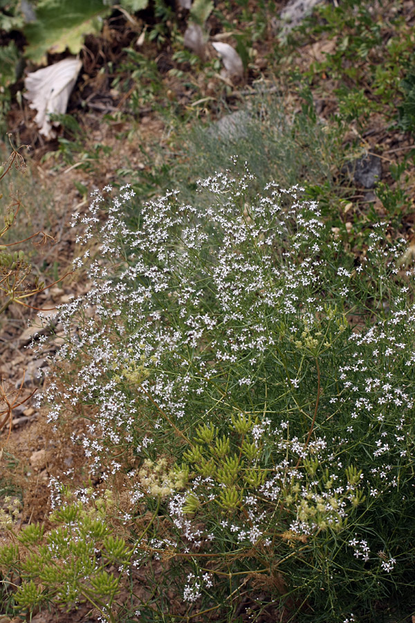 Image of Acanthophyllum gypsophiloides specimen.