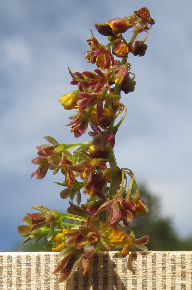 Изображение особи Rumex alpinus.