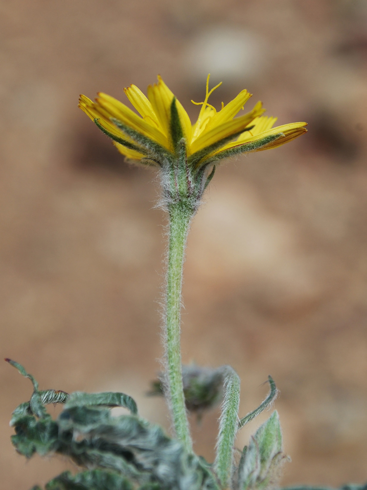 Изображение особи Scorzonera circumflexa.