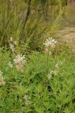 Gaura lindheimeri