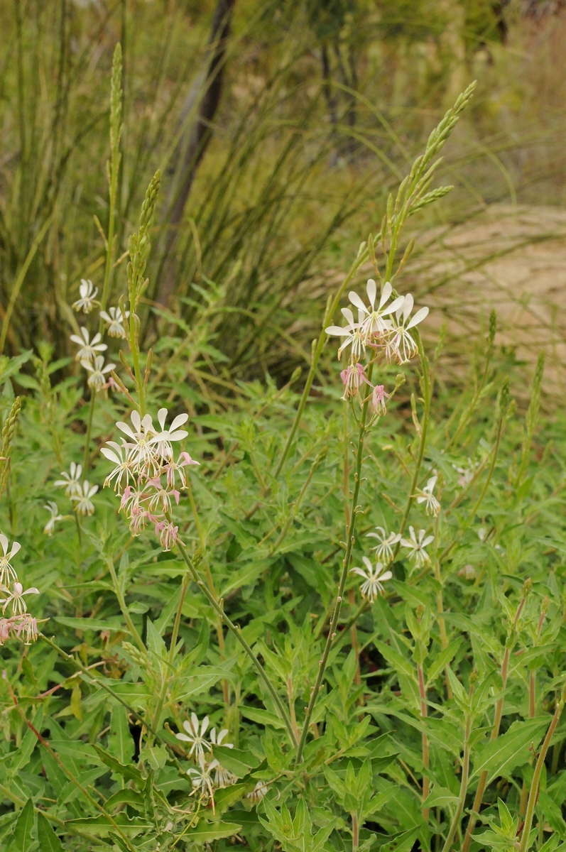 Image of Gaura lindheimeri specimen.