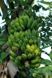 Musa acuminata. Соплодие с незрелыми плодами. Андаманские острова, остров Лонг, в культуре. 06.01.2015.