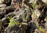 Lathyrus inconspicuus