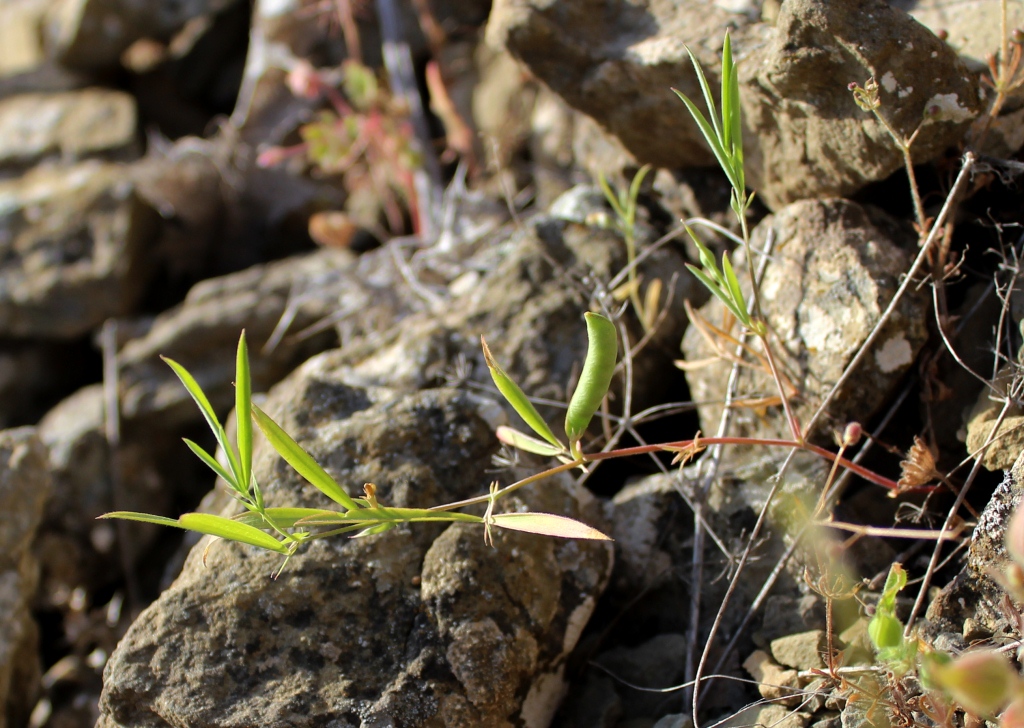 Image of Lathyrus inconspicuus specimen.