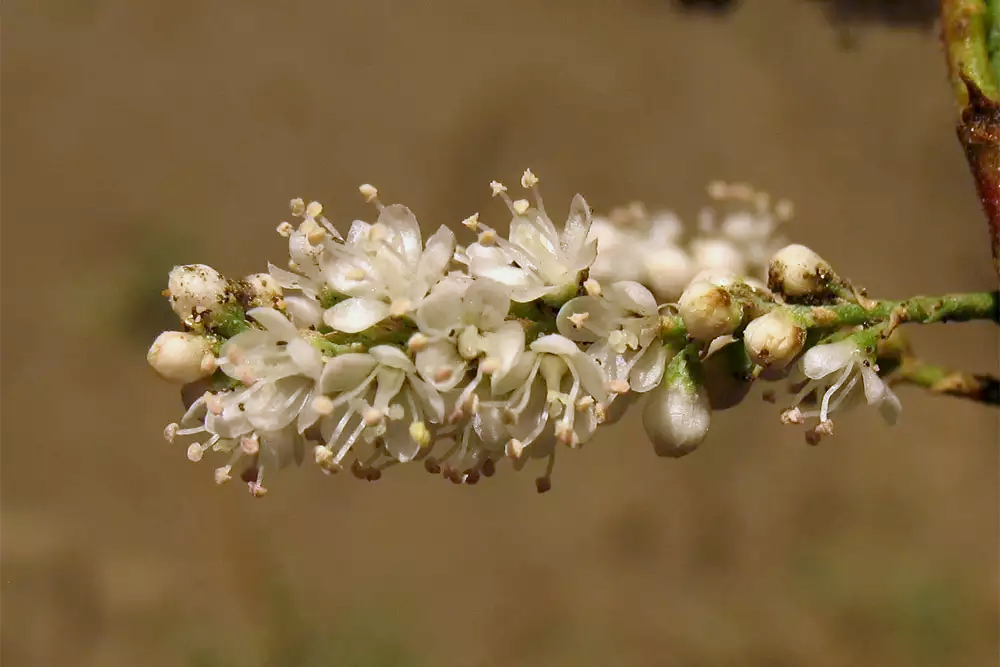 Изображение особи Tamarix canariensis.