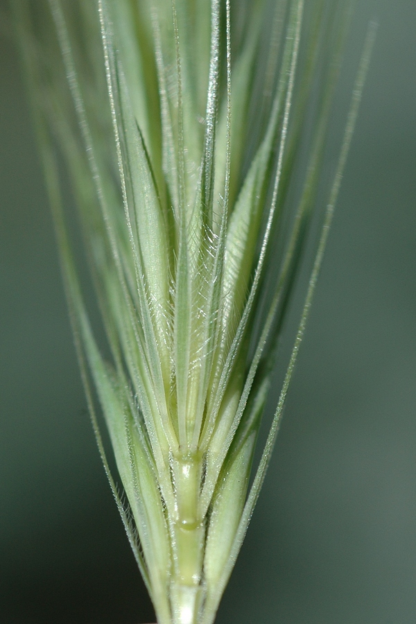 Изображение особи Hordeum leporinum.