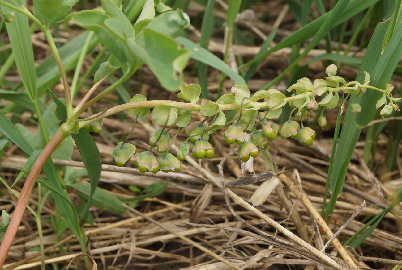 Изображение особи Gymnospermium altaicum.